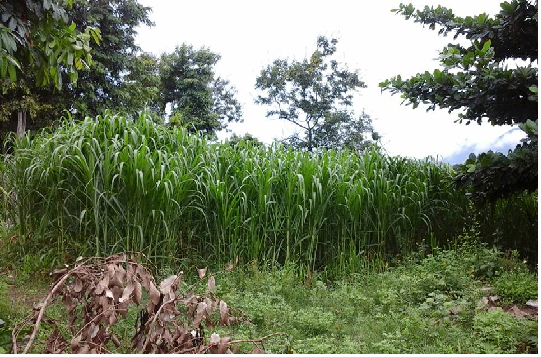 DỰ ÁN GIẢM NGHÈO KHU VỰC TÂY NGUYÊN HUYỆN M'DRẮK BƯỚC ĐẦU ĐEM LẠI HIỆU QUẢ THIẾT THỰC CHO NGƯỜI DÂN 