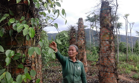 Nhiều hộ nông dân xã Ea lai có nguy cơ trắng tay vì Hồ Tiêu chết úng