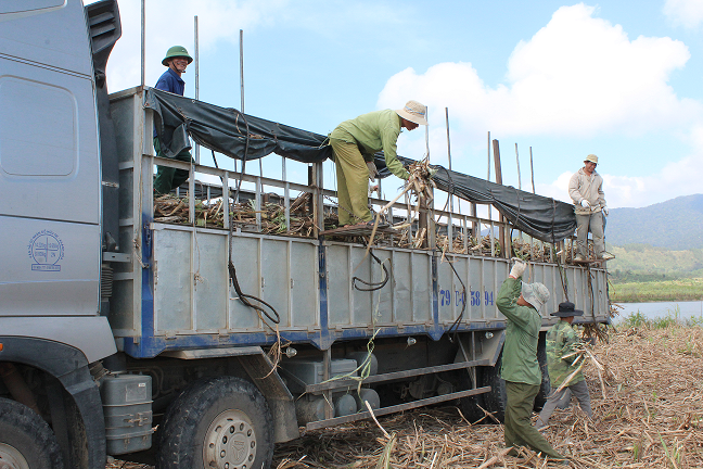 Xã Krông Á đẩy nhanh tiến độ thu hoạch mía niên vụ 2016-2017