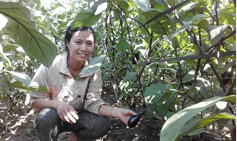 Hiệu quả kinh tế từ cây Cà tím Nhật Bản