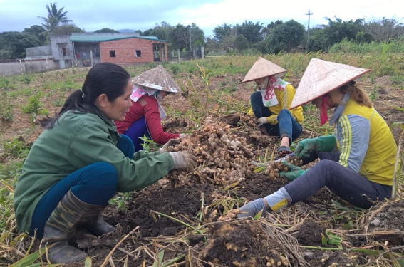 Trồng nghệ dược liệu thận trọng đầu tư mở rộng diện tích