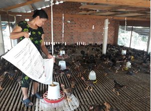 Hội Nông dân huyện triển khai nhiều hoạt động hỗ trợ hội viên, nông dân phát triển sản xuất